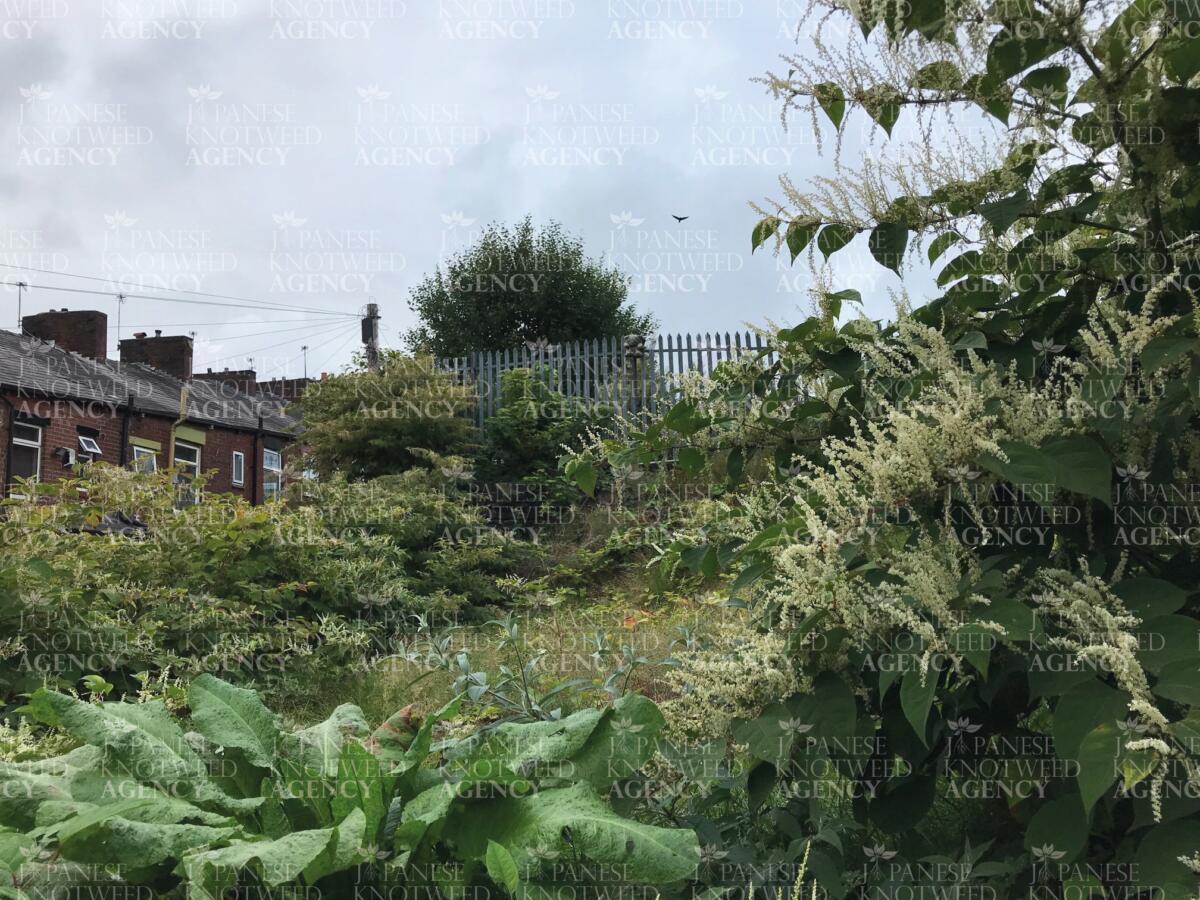 A mature stand of Japanese Knotweed with white flowers growing near a residential property, showing characteristic identification features.