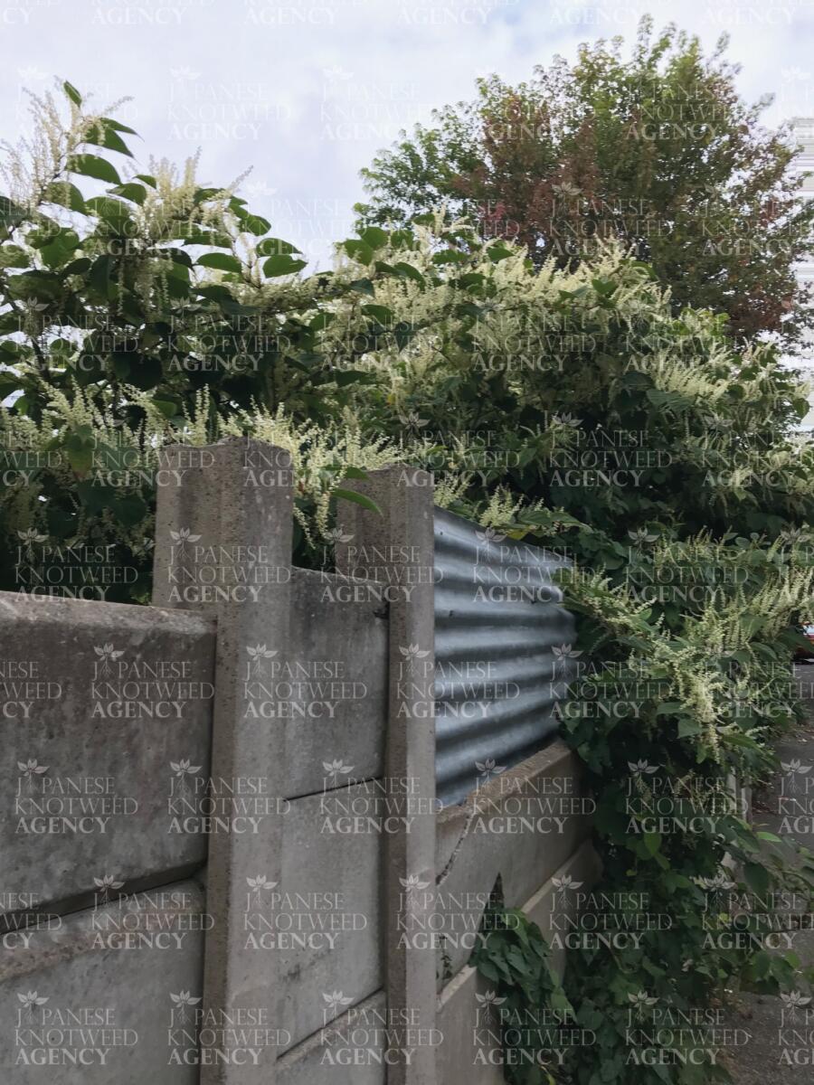 Japanese Knotweed growth seen against a concrete fence and corrugated metal barrier, highlighting structural risk.