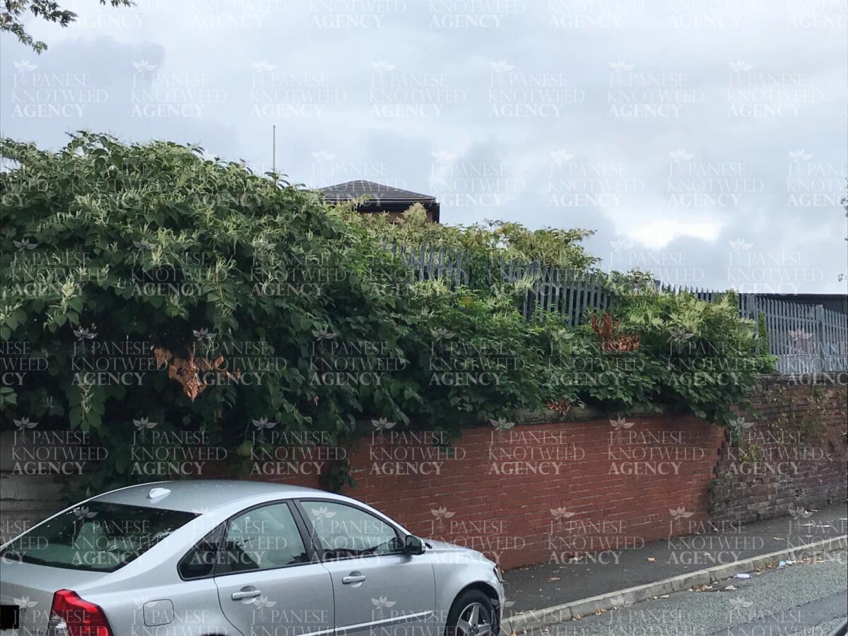 Japanese knotweed infestation growing against a brick wall, posing a risk to structural integrity.
