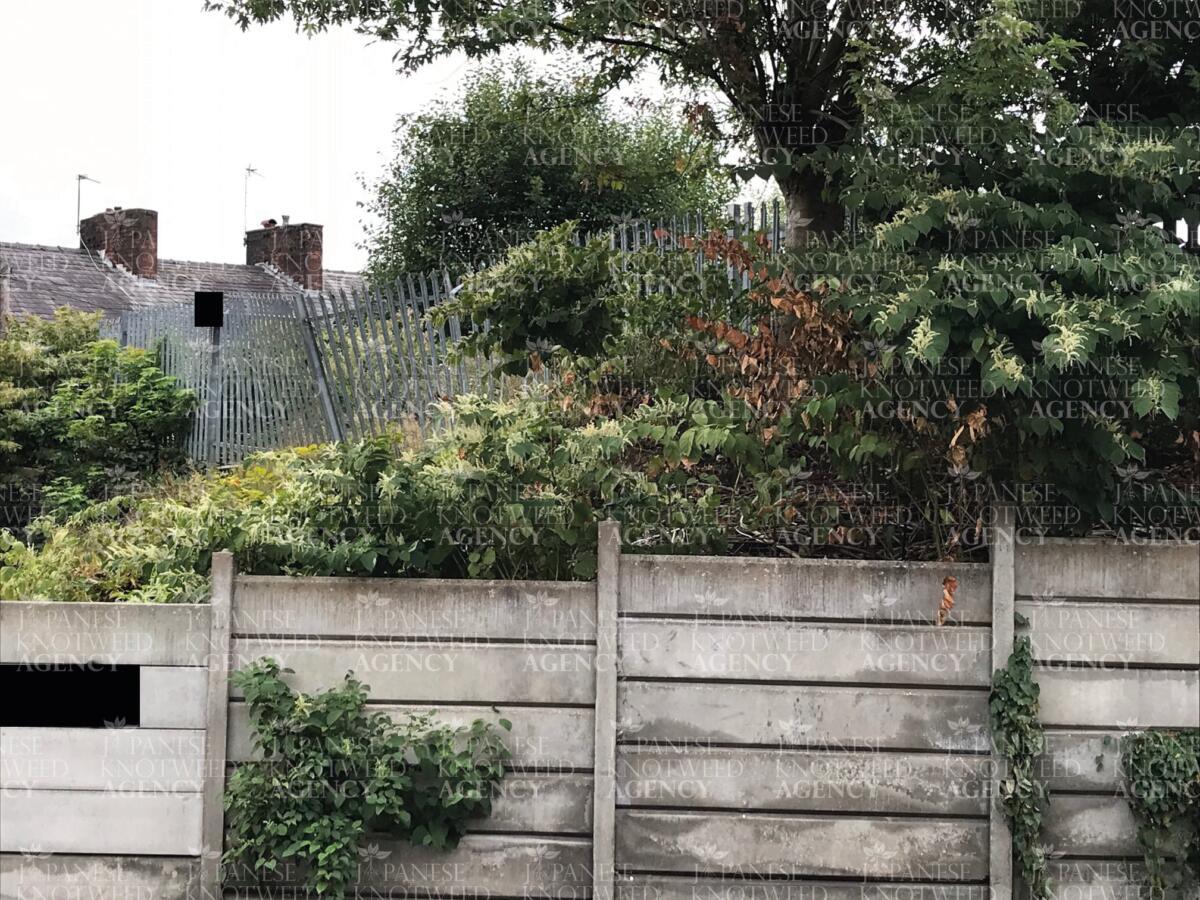 Japanese knotweed growing over concrete fence panels, illustrating the damage potential to boundary structures.