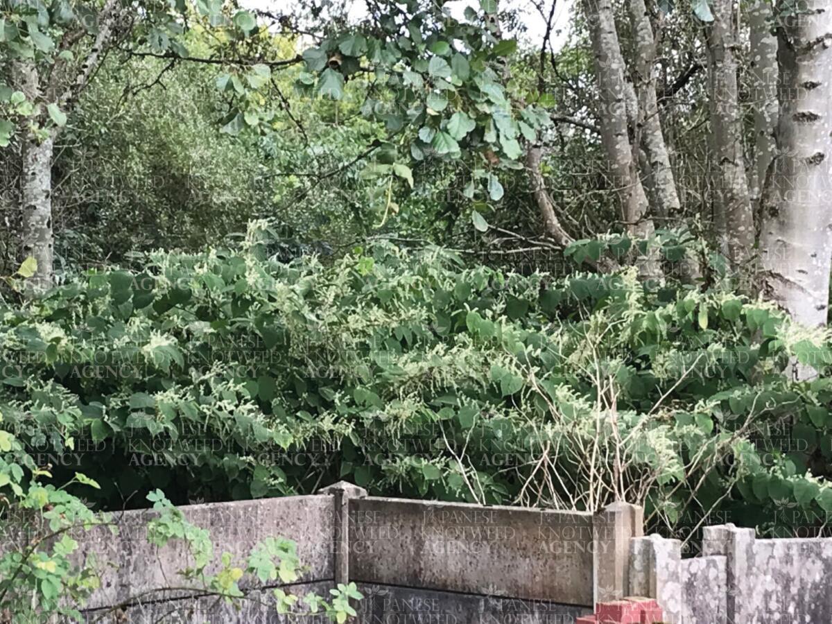 A dense thicket of Japanese knotweed requiring professional removal and chemical treatment services.