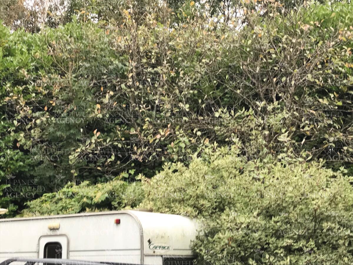 Extensive Japanese knotweed growth impacting a residential site near a static caravan, requiring urgent treatment.