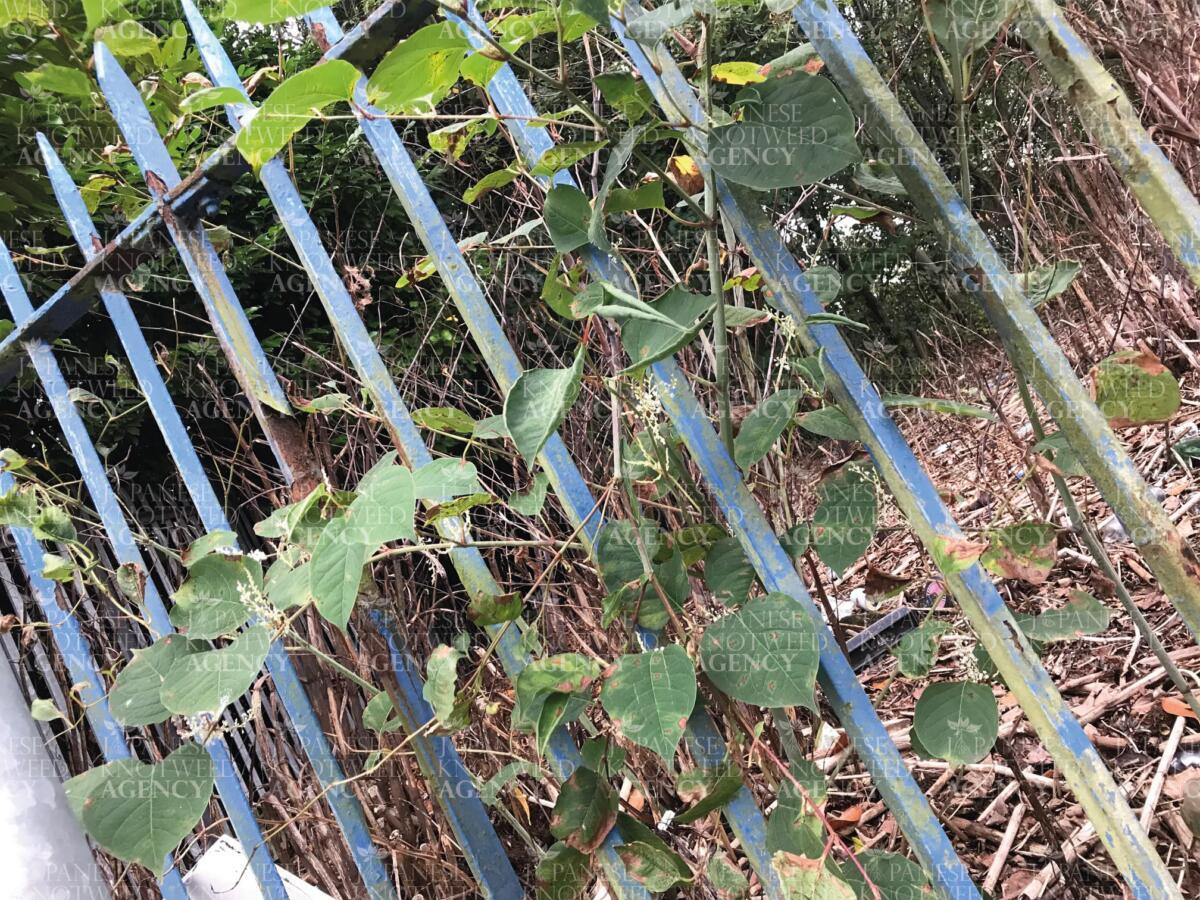 Japanese knotweed stems growing through metal railings, showing the plant's ability to penetrate boundaries.