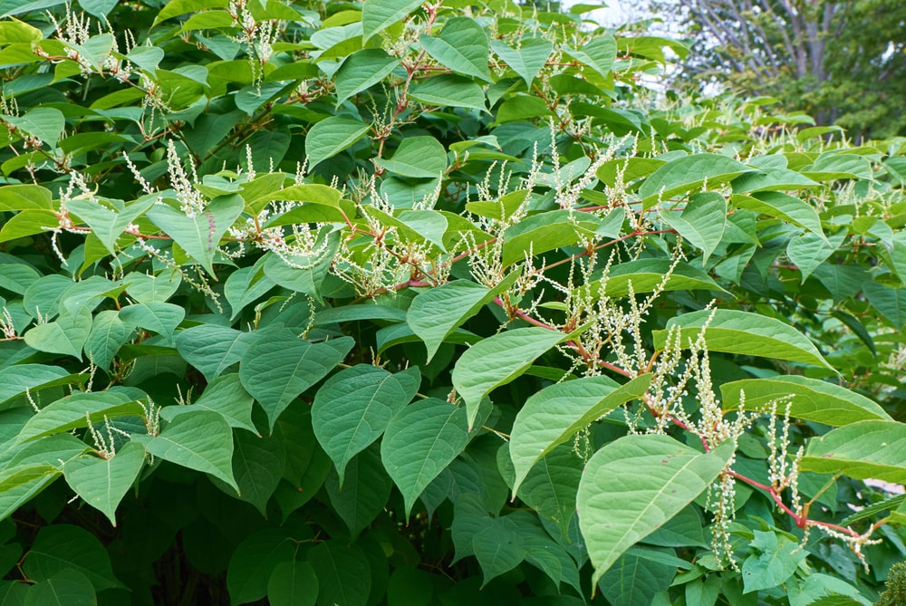 Japanese Knotweed leaves turning yellow and brown in autumn in the UK