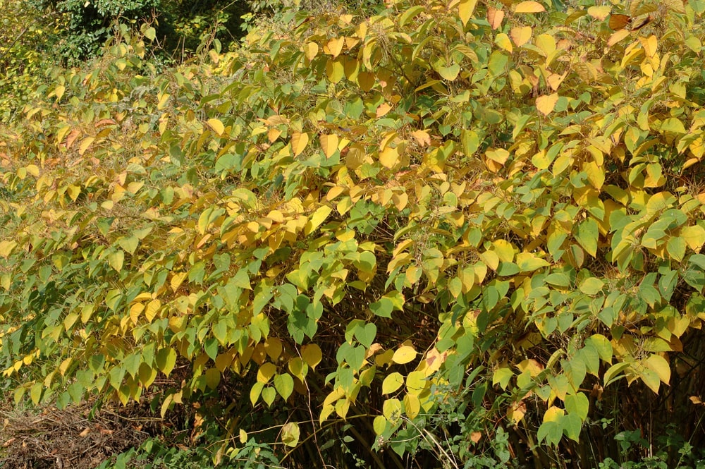 Japanese Knotweed bright green leaves wilting and turning yellow in autumn