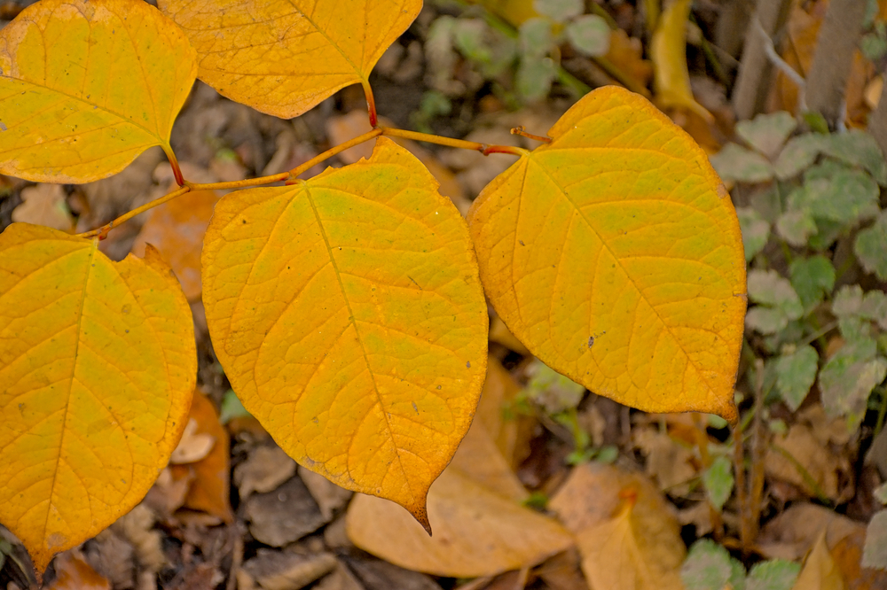 Japanese Knotweed autumn foliage dying back around hollow stems