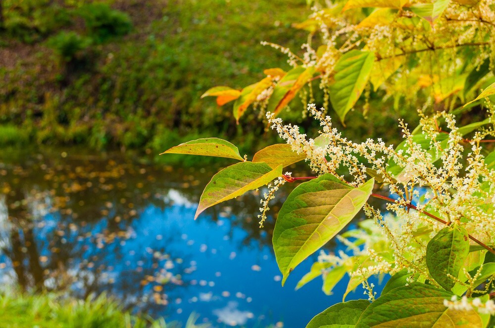 Japanese Knotweed in autumn showing ideal conditions for treatment programmes