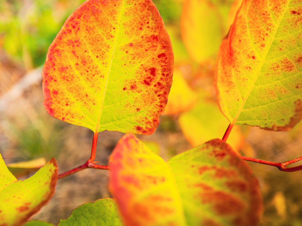 Japanese Knotweed stand thinning out in autumn revealing stem structure