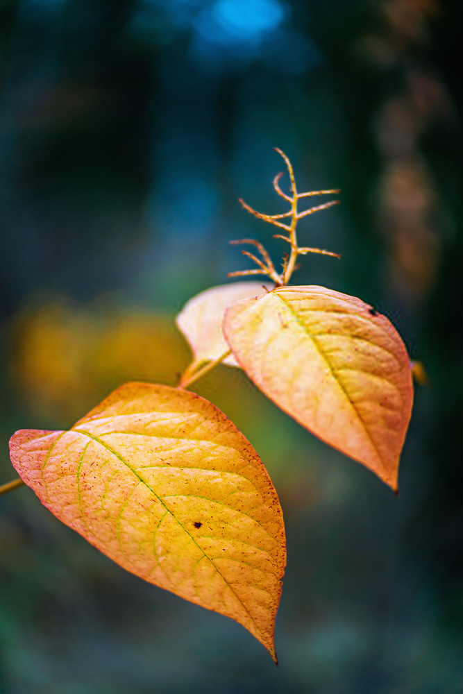 Japanese Knotweed autumn site showing dieback suitable for survey assessment
