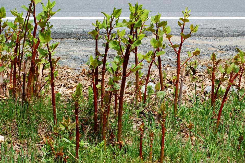 Japanese Knotweed red and purple spear-like shoots emerging from the ground in early spring UK