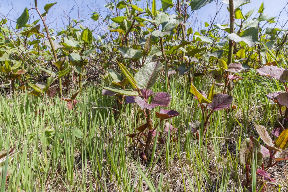 Japanese Knotweed young leaves rolled back emerging from shoots in spring