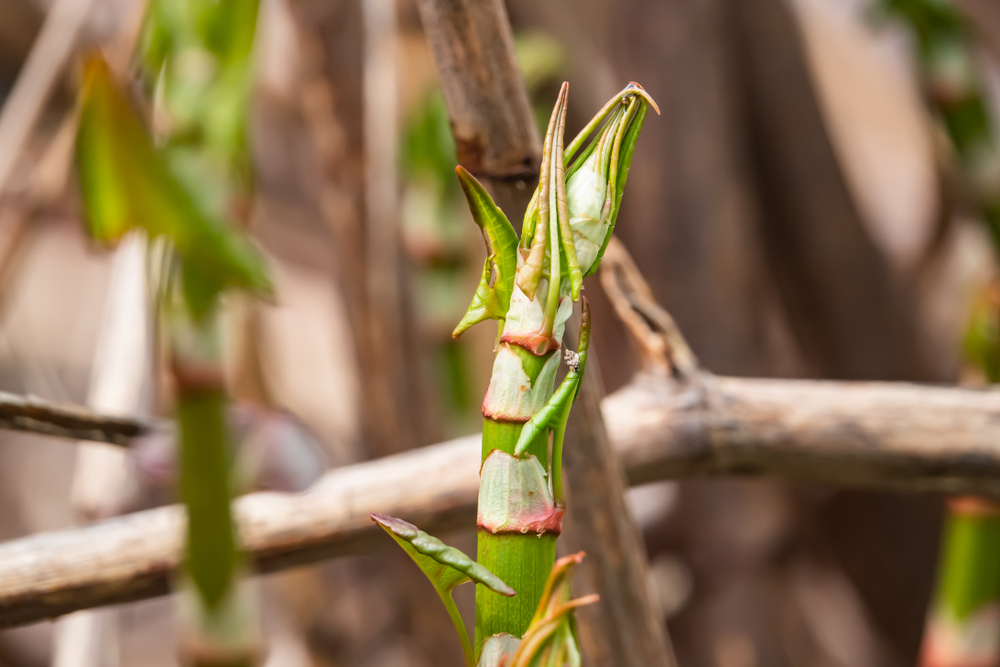 Japanese Knotweed rapid spring growth with red-purple stems in the UK