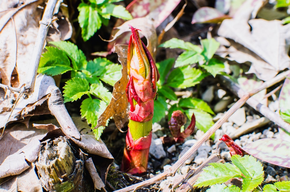 Close-up of Japanese Knotweed spring stems showing red and purple colouration