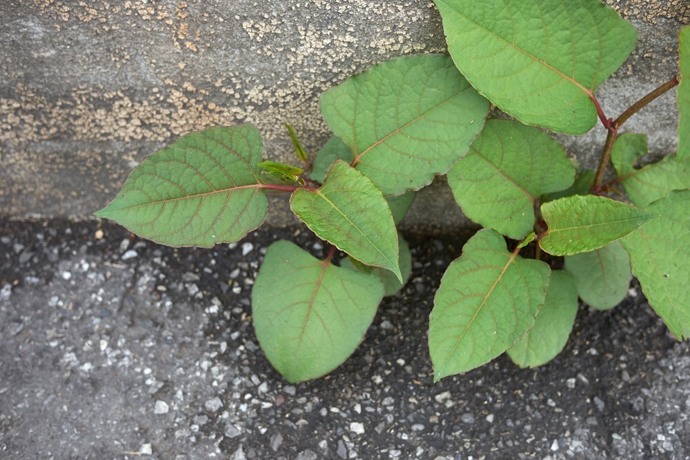 Japanese Knotweed spring infestation spreading across a residential garden in the UK