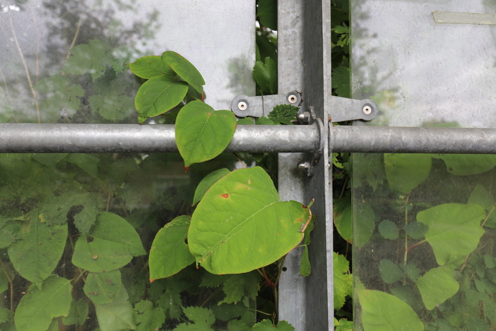 Japanese Knotweed forming dense stands in spring with bamboo-like stems