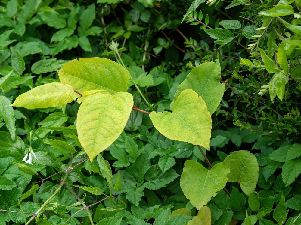 Japanese Knotweed spring growth spreading along a property boundary fence