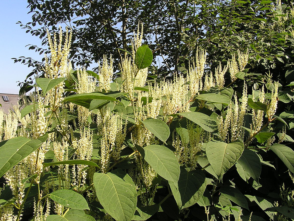 Japanese Knotweed at peak summer growth with tall bamboo-like green stems in the UK