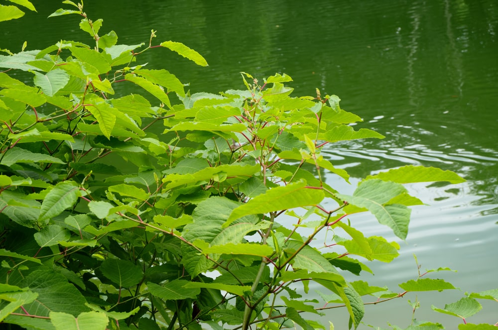 Japanese Knotweed summer stems green with purple speckles and hollow chambers