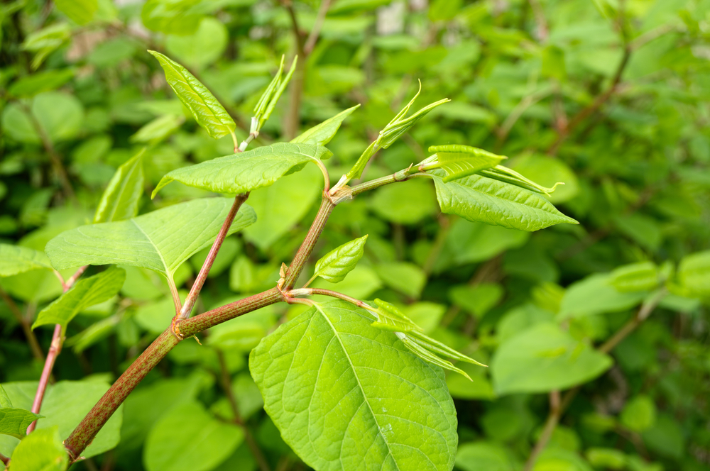 Japanese Knotweed large green shield-shaped leaves with pointed tips in summer