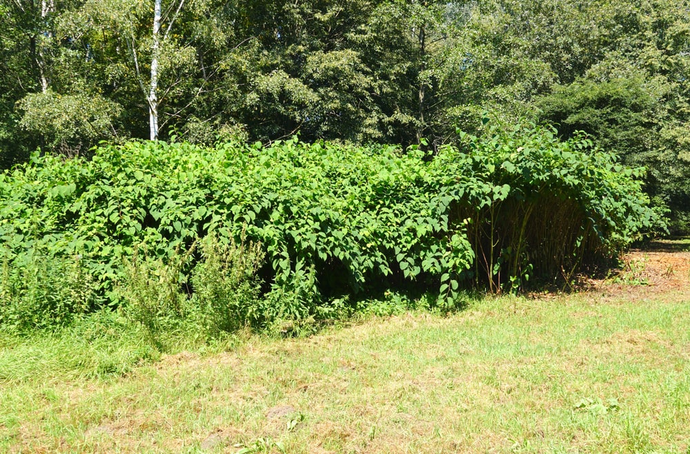 Japanese Knotweed dense green summer foliage forming thick growth