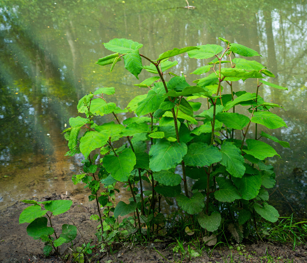Japanese Knotweed creamy-white flower clusters appearing in late summer