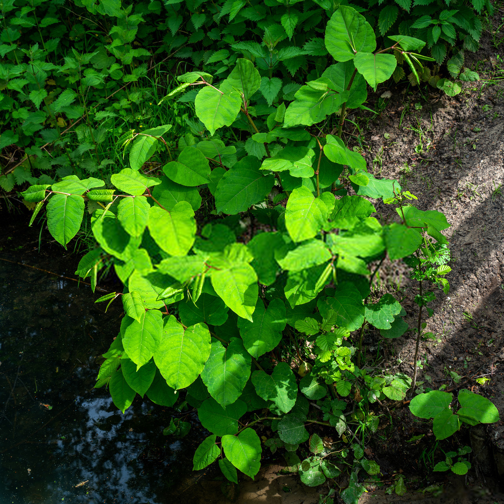 Japanese Knotweed forming a dense impenetrable thicket during summer in the UK