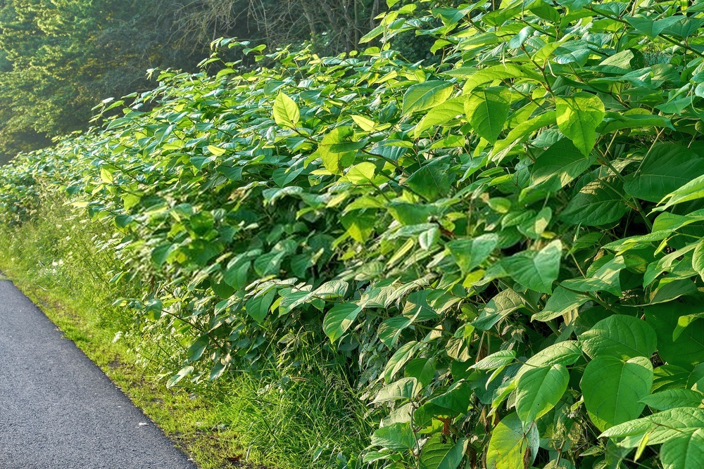Japanese Knotweed spreading across a boundary in summer with full foliage