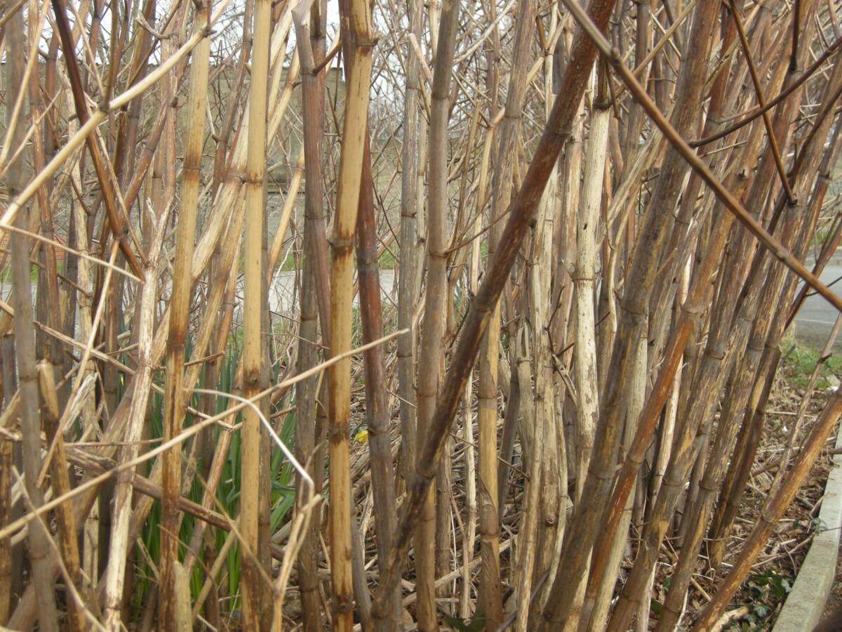 Japanese Knotweed dry hollow dead canes standing in winter dormancy in the UK