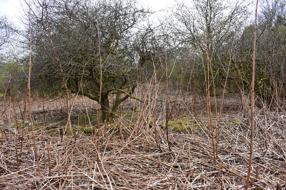Japanese Knotweed winter dormant canes with no foliage but alive underground