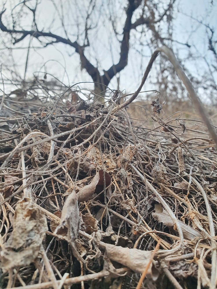 Japanese Knotweed winter old growth canes providing evidence of historic infestation