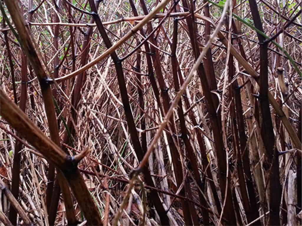 Japanese Knotweed winter site suitable for planning future treatment or excavation