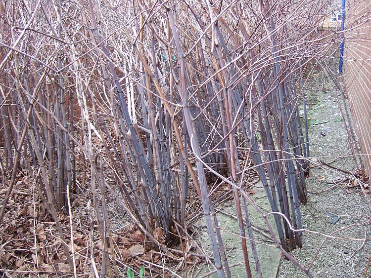 Japanese Knotweed winter site showing above-ground evidence of underground rhizome system