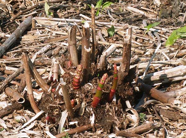 Japanese Knotweed dead hollow canes standing in winter showing extent of dormant infestation in the UK