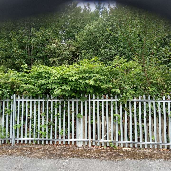 Japanese Knotweed growing against a grey metal security fence, needing removal.