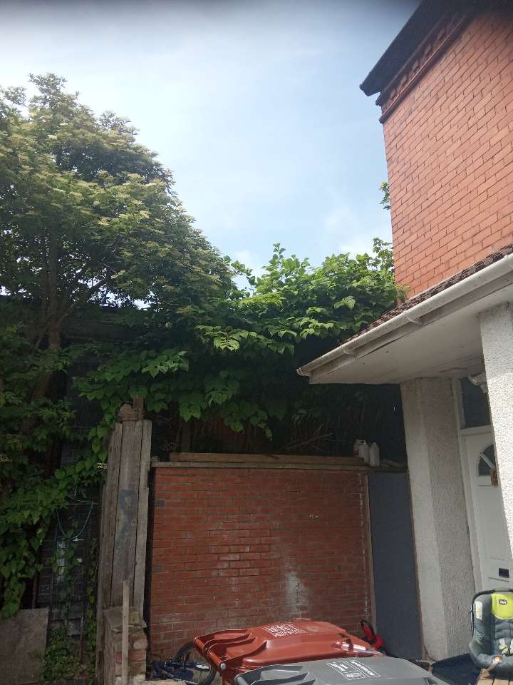 Japanese Knotweed stems growing right against the brick wall of a residential home.
