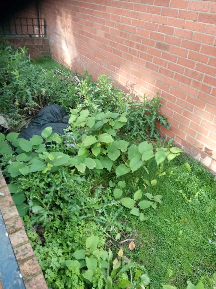 Small Japanese Knotweed plant growing near a brick wall, ready for herbicide treatment.