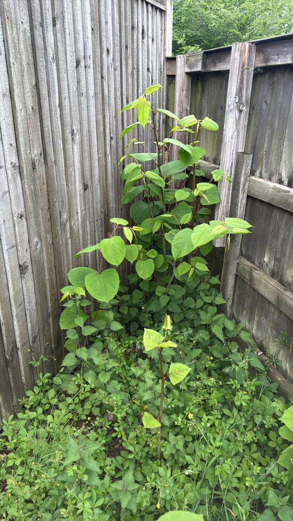 Japanese Knotweed spring infestation spreading across a residential garden