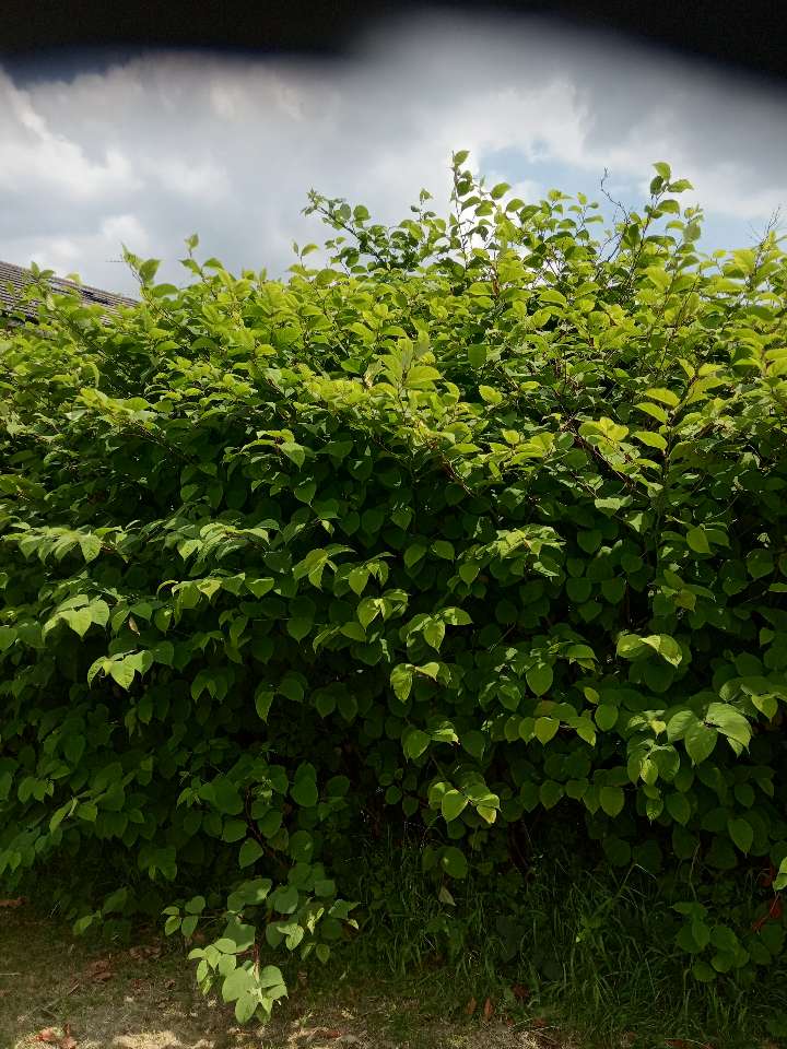 A dense patch of Japanese Knotweed foliage showing vibrant green leaves and stems.
