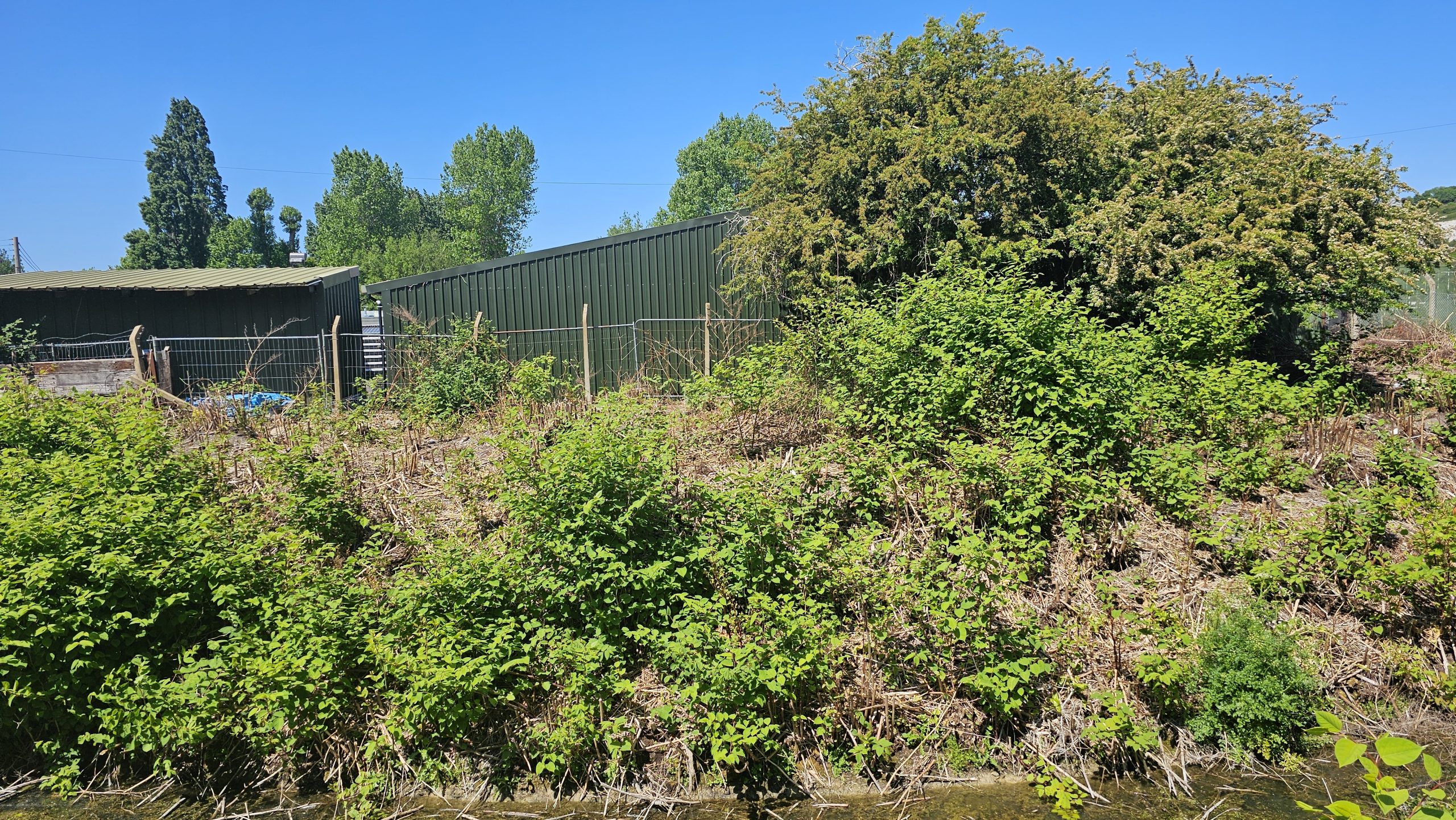 Riverside Japanese knotweed management works along the River Ouse near Lewes, with cleared brush, storage sheds and mature trees beside the waterway