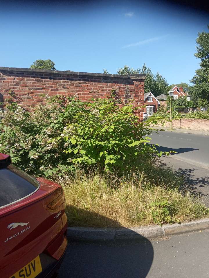 Japanese Knotweed plant growing near a red vehicle and brick wall, showing characteristic leaf shape.