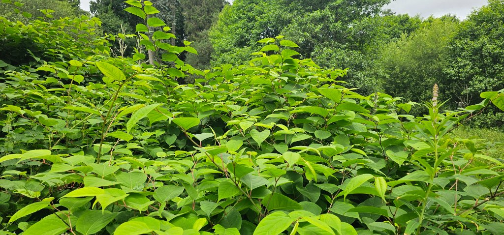 Japanese Knotweed in Summer in Doncaster