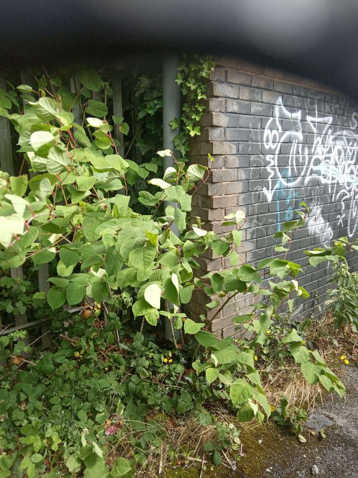 Japanese Knotweed stems growing against a graffiti-covered brick wall in an urban environment.