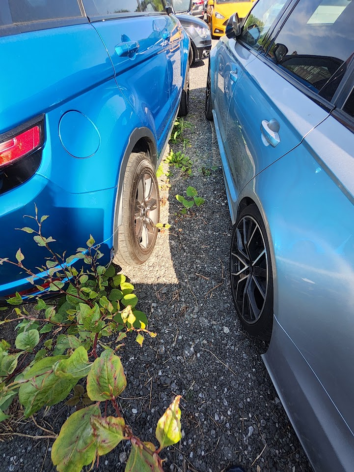 Japanese Knotweed growth emerging from gravel between two cars, showcasing the invasive weed's ability to sprout in tight gaps and urban environments.