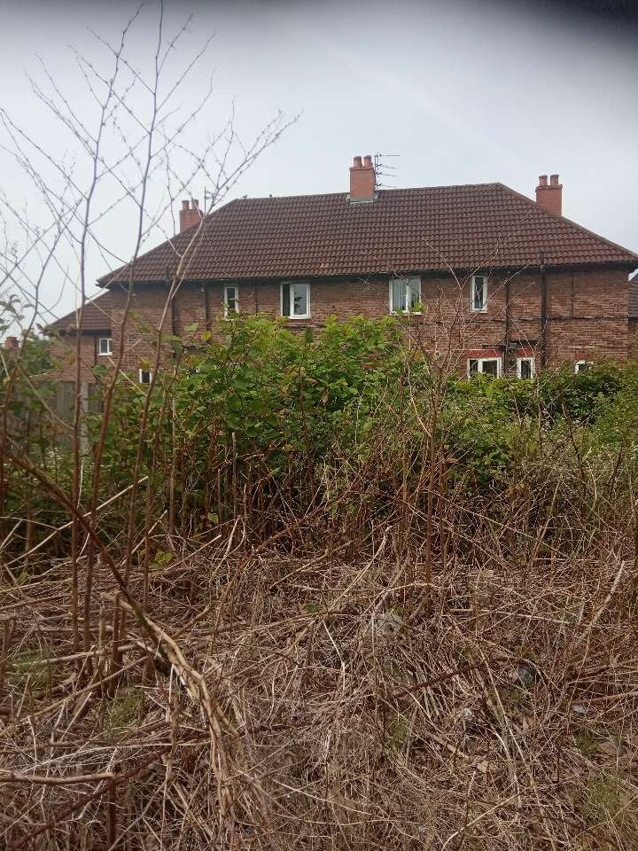 Dense Japanese Knotweed stems growing behind a residential house, requiring professional treatment.