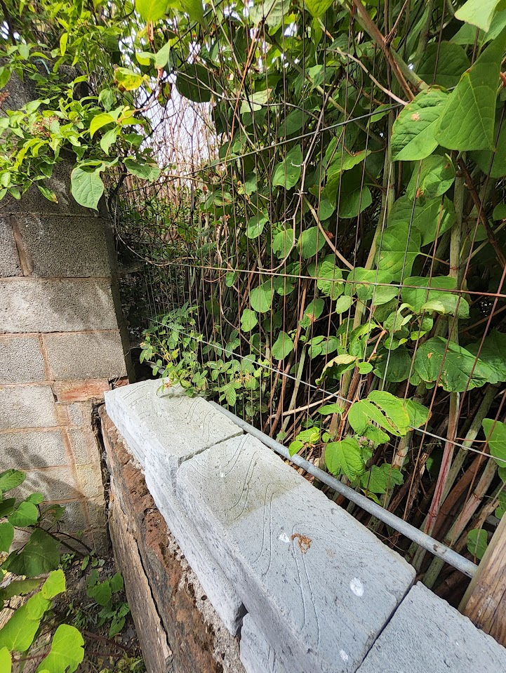Japanese Knotweed stems entangled in a garden fence, showing typical growth patterns in a residential setting.