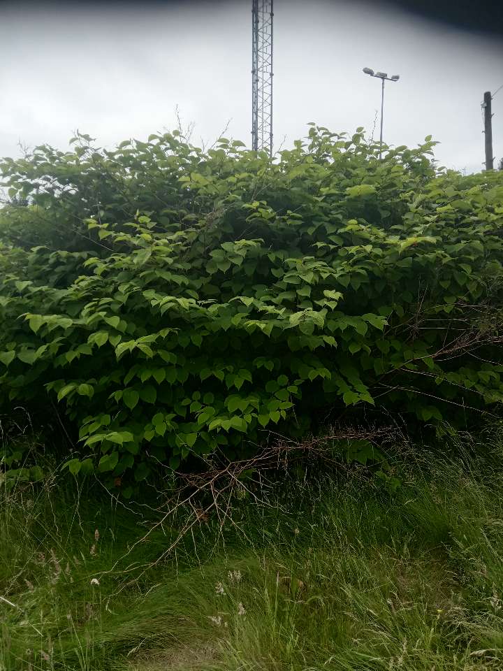 A mature, dense stand of Japanese Knotweed bushes growing in an outdoor area.