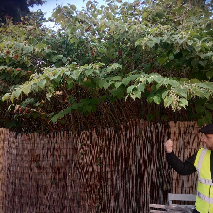 Surveyor in a high-visibility vest examining a flowering Japanese Knotweed plant.