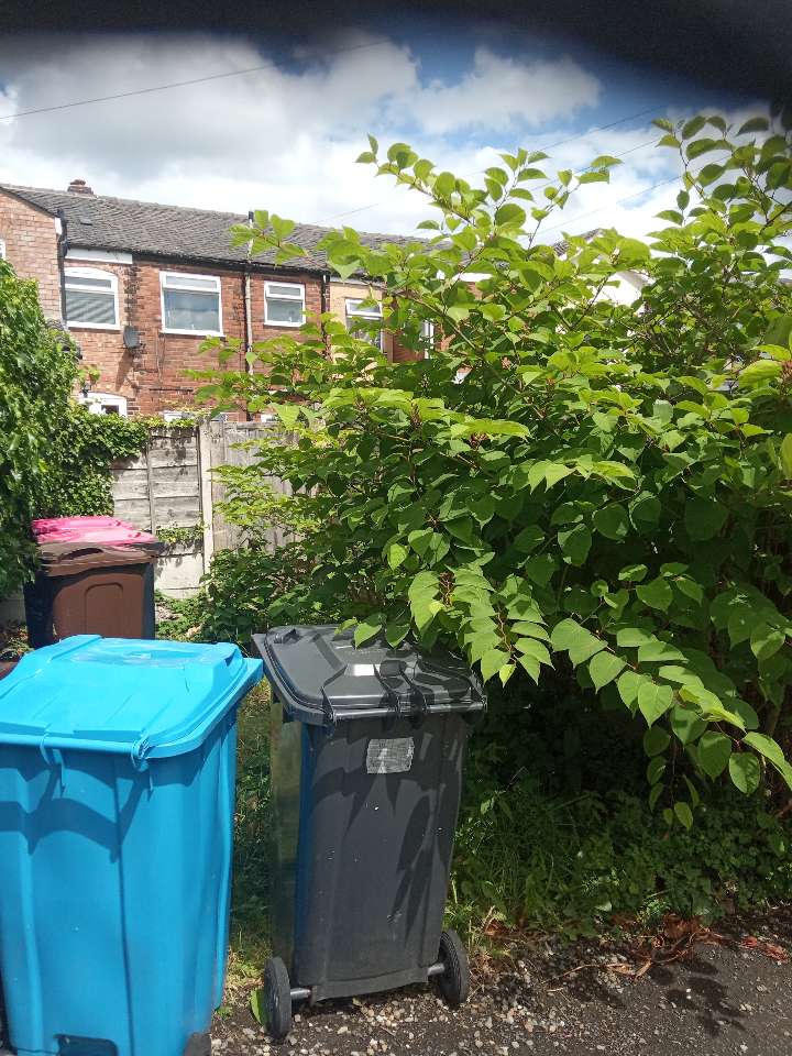 A large, leafy Japanese Knotweed plant growing next to household bins in a residential garden setting in the UK.