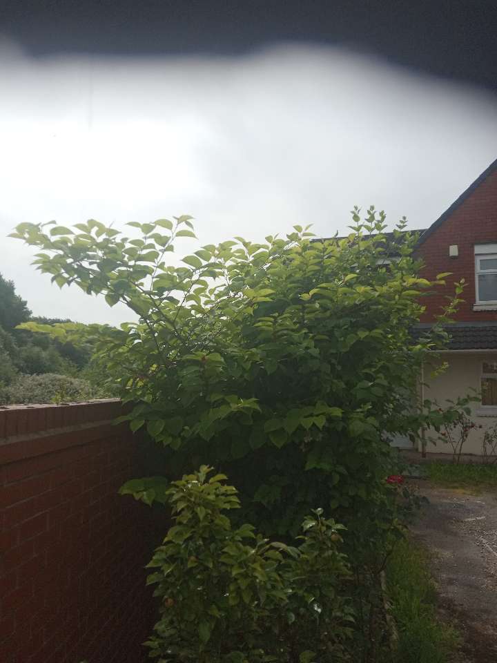 A Japanese Knotweed bush growing in a residential garden next to a brick wall.