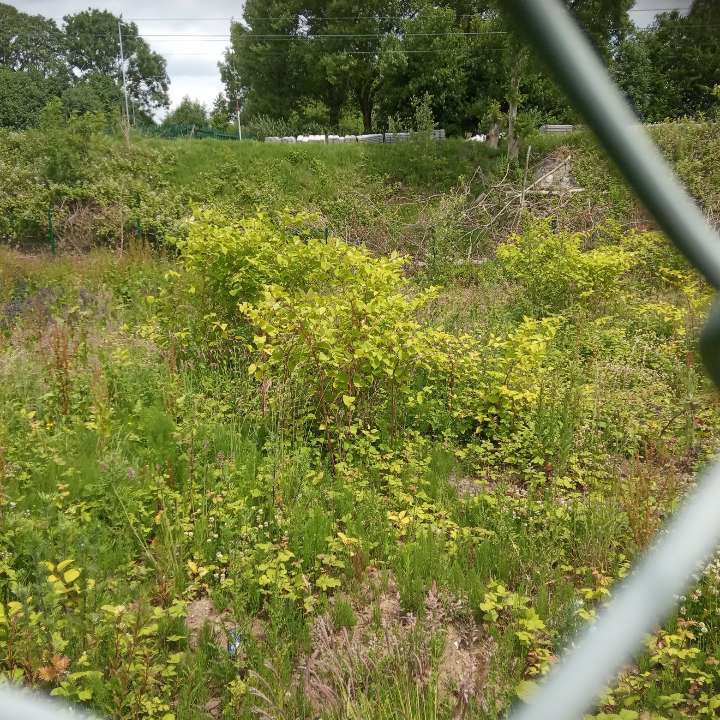 An extensive Japanese Knotweed infestation on a large, undeveloped commercial site.